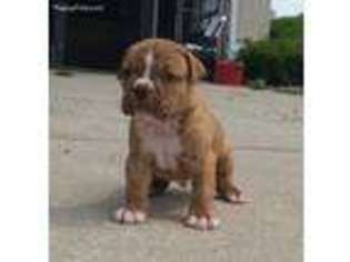 Olde English Bulldogge Puppy for sale in Brooksville, FL, USA