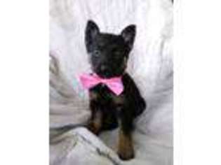 German Shepherd Dog Puppy for sale in Great Falls, MT, USA