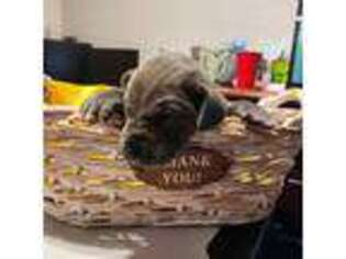 Great Dane Puppy for sale in Hollywood, FL, USA