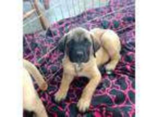 Mastiff Puppy for sale in Grand Junction, CO, USA