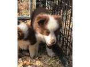 Miniature Australian Shepherd Puppy for sale in Haslet, TX, USA