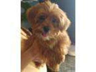Shorkie Tzu Puppy for sale in Glenwood, MO, USA