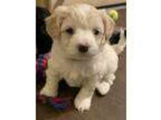 Mutt Puppy for sale in Middlebury, CT, USA