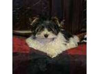 Biewer Terrier Puppy for sale in O Fallon, MO, USA