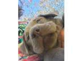 Labrador Retriever Puppy for sale in Missouri City, TX, USA
