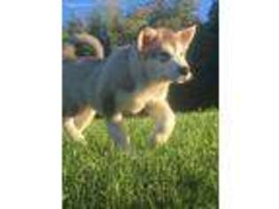 Alaskan Malamute Puppy for sale in Metamora, MI, USA