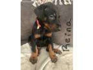 Doberman Pinscher Puppy for sale in Hooper, UT, USA