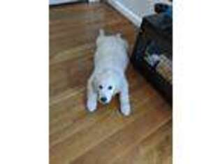 Golden Retriever Puppy for sale in Tewksbury, MA, USA