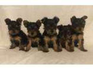 Yorkshire Terrier Puppy for sale in Columbus, OH, USA