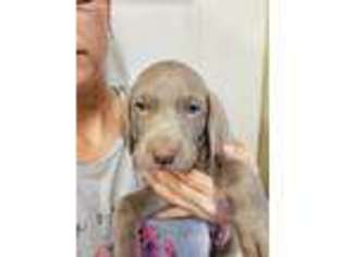 Weimaraner Puppy for sale in Easton, KS, USA