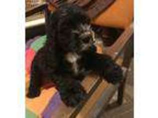 Cocker Spaniel Puppy for sale in Greenwood, DE, USA
