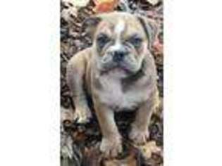 Bulldog Puppy for sale in Science Hill, KY, USA