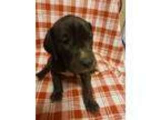 Great Dane Puppy for sale in Elkhart, IN, USA
