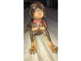 Doberman Pinscher Puppy for sale in Wittmann, AZ, USA