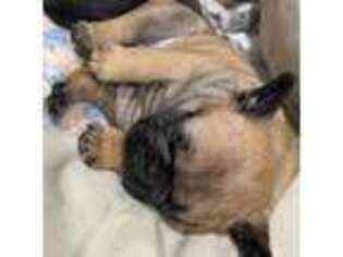 French Bulldog Puppy for sale in Opp, AL, USA