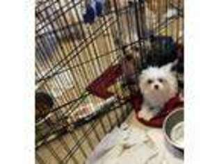 Maltese Puppy for sale in Tucson, AZ, USA