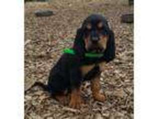 Bloodhound Puppy for sale in Oxford, PA, USA