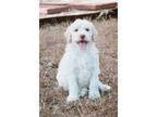 Goldendoodle Puppy for sale in Canyon Lake, TX, USA