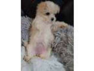 Mutt Puppy for sale in Bensalem, PA, USA