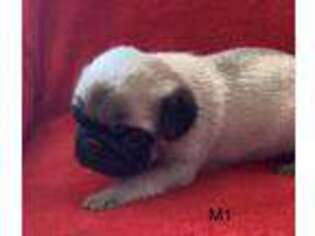 Pug Puppy for sale in Scottsville, KY, USA