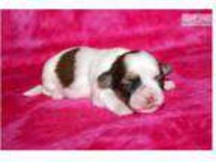 Mal-Shi Puppy for sale in Sioux City, IA, USA