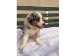 Australian Shepherd Puppy for sale in Atwood, IL, USA