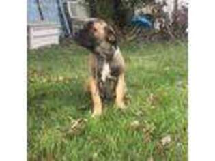 Cane Corso Puppy for sale in Secaucus, NJ, USA