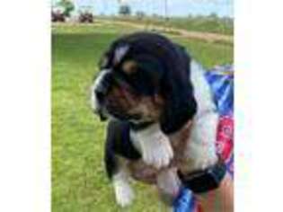Basset Hound Puppy for sale in Checotah, OK, USA
