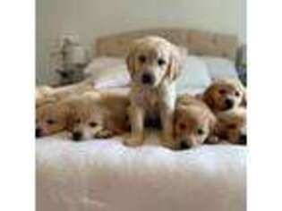 Golden Retriever Puppy for sale in Auburn, WA, USA