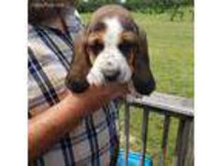 Basset Hound Puppy for sale in Mount Gilead, OH, USA