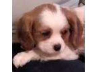 Cavalier King Charles Spaniel Puppy for sale in Burke, NY, USA