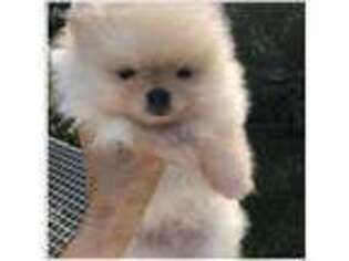 Pomeranian Puppy for sale in Ripon, CA, USA