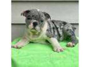 Bulldog Puppy for sale in Marietta, GA, USA