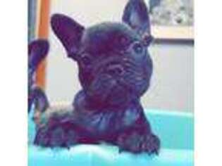 French Bulldog Puppy for sale in Oxford, IN, USA