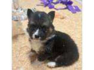 Pembroke Welsh Corgi Puppy for sale in Sonora, CA, USA