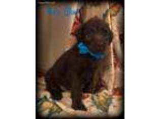 Labradoodle Puppy for sale in Paris, TN, USA