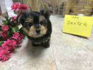 Yorkshire Terrier Puppy for sale in Lexington, MI, USA