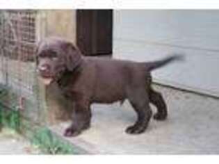 Labrador Retriever Puppy for sale in Macon, MS, USA
