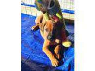Rhodesian Ridgeback Puppy for sale in Batesville, AR, USA