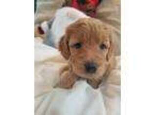 Goldendoodle Puppy for sale in Howell, MI, USA