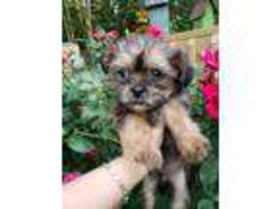 Shorkie Tzu Puppy for sale in Lavonia, GA, USA