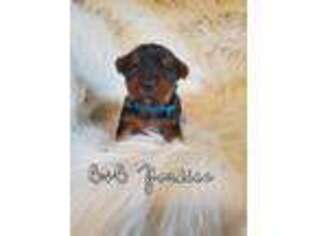 Yorkshire Terrier Puppy for sale in Huntington, IN, USA