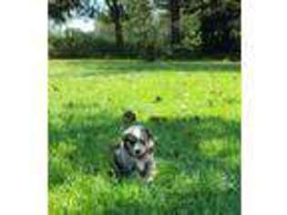 Miniature Australian Shepherd Puppy for sale in Winnsboro, TX, USA