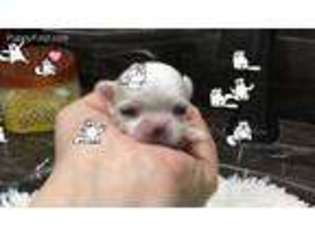 Maltese Puppy for sale in Pensacola, FL, USA