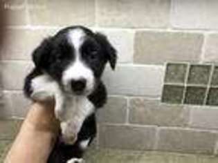 Border Collie Puppy for sale in Jasper, GA, USA