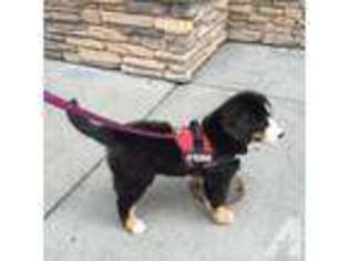 Bernese Mountain Dog Puppy for sale in PORTLAND, OR, USA