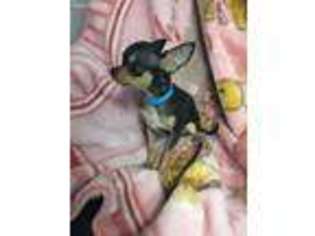 Chihuahua Puppy for sale in Elkhart, IN, USA