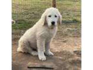 Mutt Puppy for sale in Athol, ID, USA
