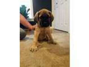 Mastiff Puppy for sale in Clarks Mills, PA, USA