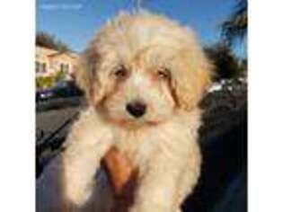 Bichon Frise Puppy for sale in Lynwood, CA, USA